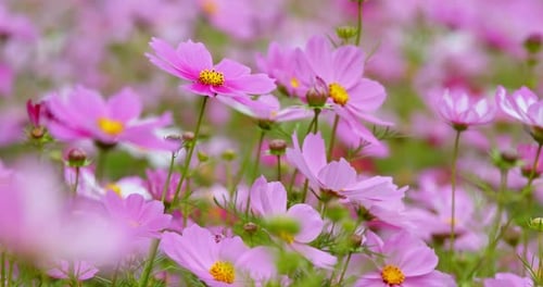 Cosmo flower plant