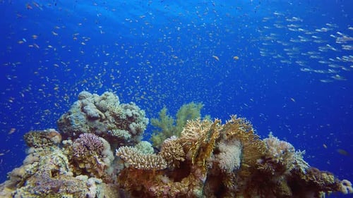 Underwater Happy Orange Fish