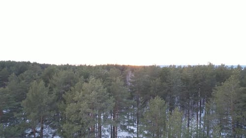 Winter Forest At Sunset