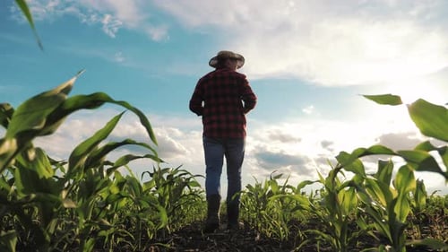 Farmer Walks Through Vibrant Green Cornfield on Sunny Day