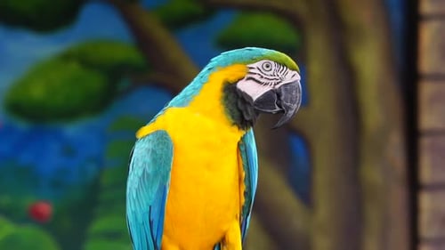 Ara-Vogel