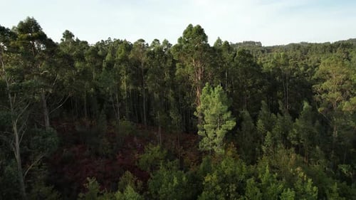 arbres verts d'été, de, forêt, fond