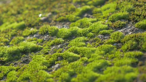 Moosklumpen auf dem Boden und Stein beleuchtete Nahaufnahme 4K 2160p 30fps UHD-Video - Bryophyta green w