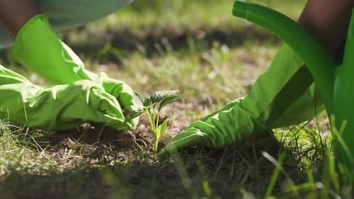 African Ecoactivists Planting Plants Volunteer Work for Nature Conservation Planting Plants in the