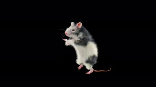 Animated Realistic Rat Standing and Looking Around