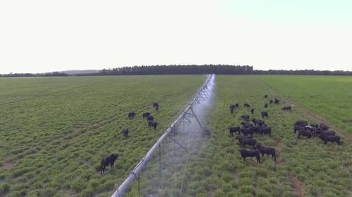 002 Pecuaria De Corte