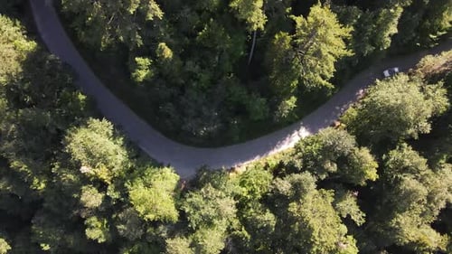 Road Forest