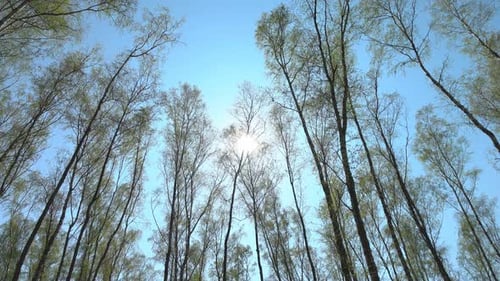 Wald 4K