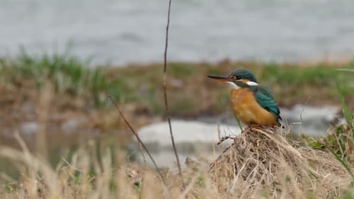 Kingfisher eurasien ou Alcedo Atthis