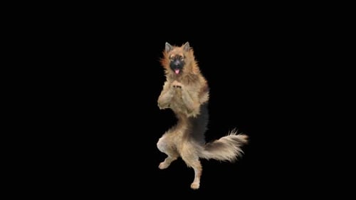 Hundetanz HD
