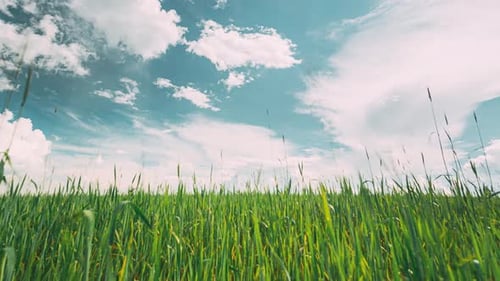 Toned Sky Light Blue Aquamarine Above Countryside Rural Field Landscape With Young Green Wheat