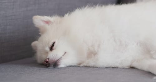 Fluffy White Dog Sleeping Peacefully on Couch