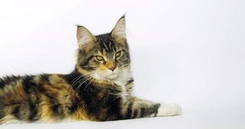 Brown Tortie Blotched Tabby and White Maine Coon Domestic Cat, Female laying , Normandy