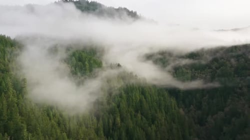 Beautiful Nature Background with Dense Green Mountain Forest with Scenic Fog