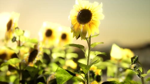 Sunflower Field on a Warm Summer Evening