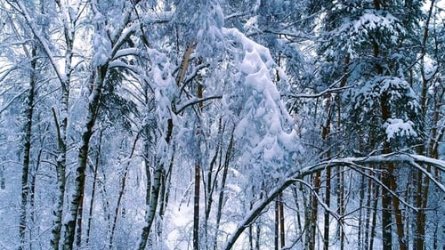 Verschneite Zweige im Wald. Winterfee-Hintergrund