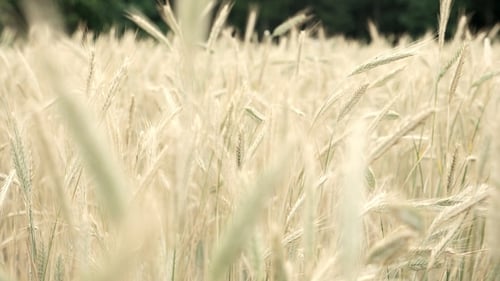 Wheat Field