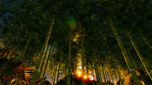 Bamboo Forest At Sunset Big sun