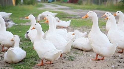 White Farm Ducks By the Countryside Road