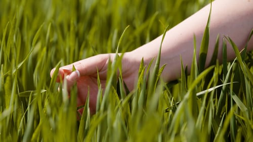 Agriculture, Woman Hand Touching Wheat Crops at Farm