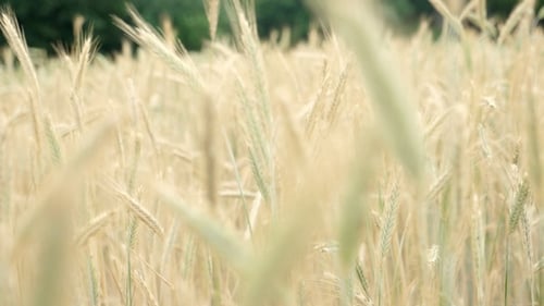 Wheat Field in Breeze