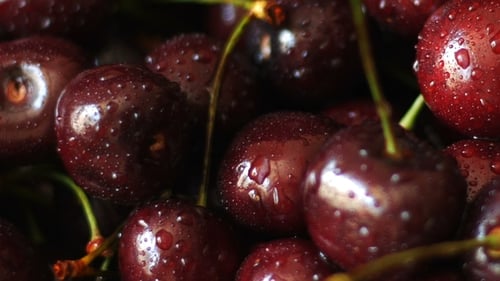 Cerises douces et fraîches avec gouttes de rosée