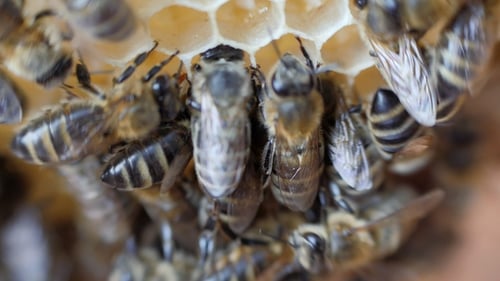 Working Bees Work Honeycomb mit Honig