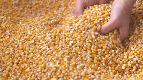 Corn Grains Falling Down in Corn Sack Form Farmer's Hand.