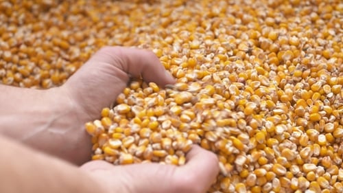 Corn Grains in Farmer Hands