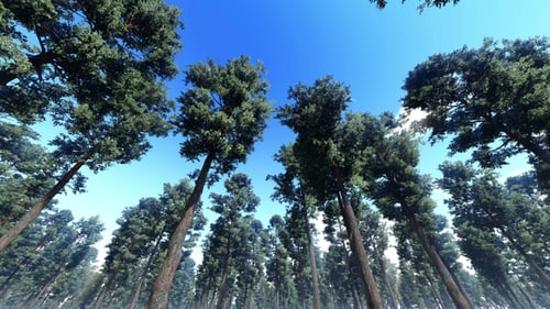 Big Trees in the Jungle