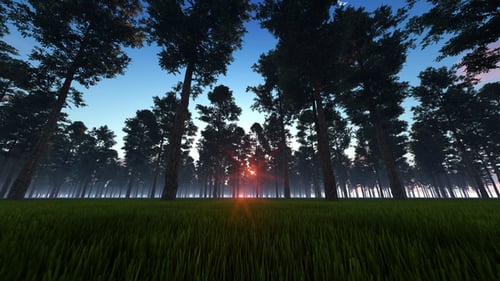 Forest Sunset