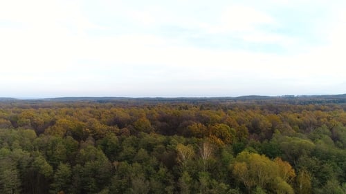 Flying Over Forest. Forest From Above