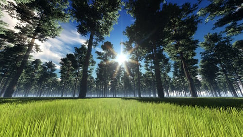 bosque