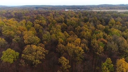 Flying Over Autumn Forest. Forest From Above