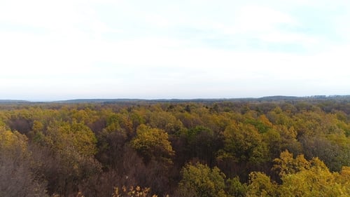 Flying Over Forest