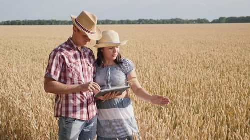 Farmer Couple Using Digital Tablet Computer in Ripe Wheat Field