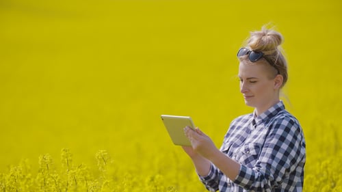 Farmer Touching Screen Of Digital Tablet At Rapeseed Field