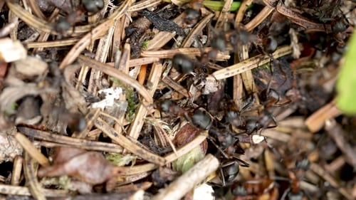 Wild Ant Hill in the Forest