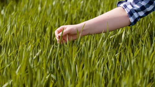 Woman's Hand Touching Wheat Crops at Farm