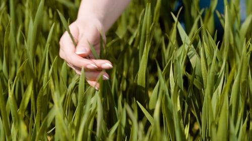 Agriculture, Woman Hand Touching Wheat Crops at Farm