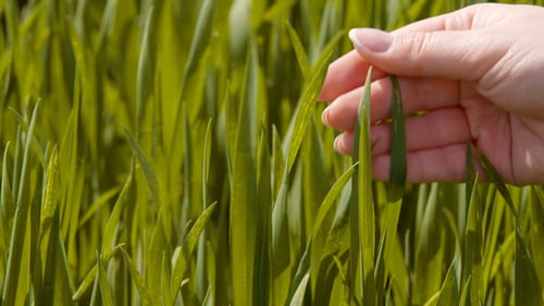 Agriculture, Woman Hand Touching Wheat Crops at Farm