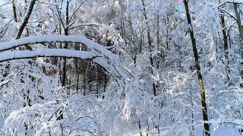 Verschneite Zweige im Wald. Winterfee-Hintergrund