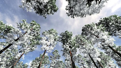 Snowy Forest