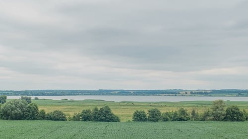 Cows Grazing on a Green Field Near Big Lake. Clouds Over the Green Field