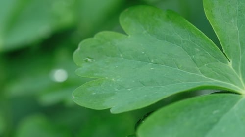 Water Droplets Falling on Bright Green Leaves