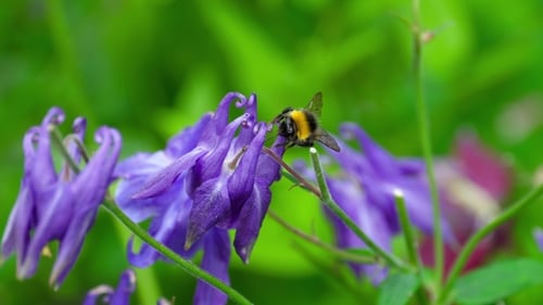 Bumblebee on Aquilegia Flower