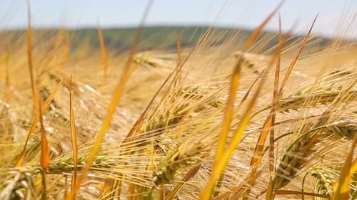 Yellow Spike in the Field, Swinging Wind. The Harvest of Wheat