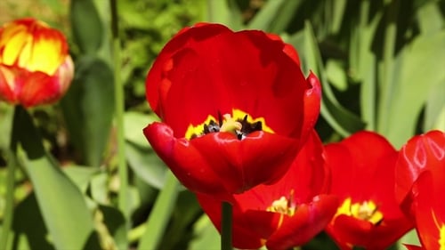 Opened Tulip on a Green Background in