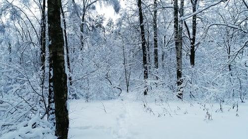 Snowy Branches in Forest. Winter Fairy Background