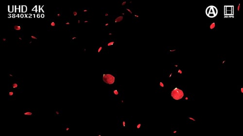 Romantic Red Rose Petals Falling Transition Overlay